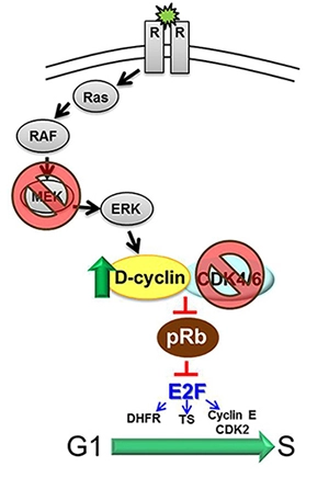Cancer cocktails: LEE011 – a popular combination partner Cancer cocktails: LEE011 – a popular combination partner